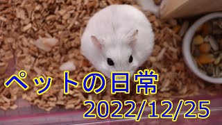 ペットの日常 20221225