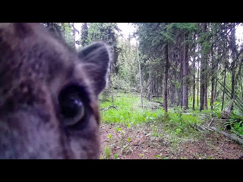 Cougar Selfies