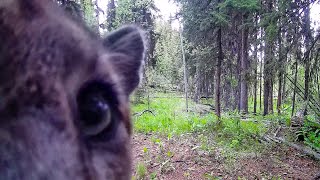 Cougar selfie