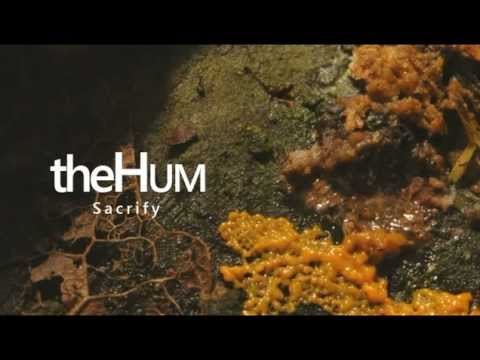 TheHum - Sacrify (ft. Steklo)