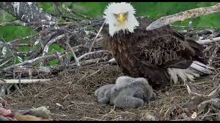 Trempealeau Eagles 4-23-24 T1 & T2 with full crops, warbles, PS, cuddle