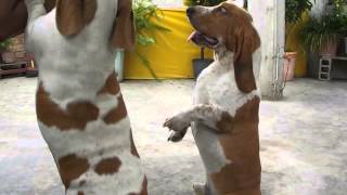 preview picture of video 'Basset Hounds en Tumbes - Perú'