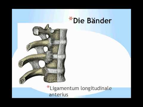 Rückenschmerzen gibt Zähne Schmerz unter dem linken während der Schwangerschaft im unteren Rücken