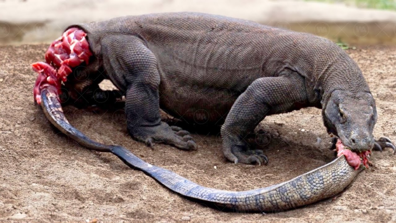 Crazy Animals That Eat Themselves