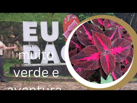 Muito verde e muitas aventuras na serra de pacoti Ceará 