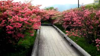 preview picture of video '八幡のつつじ(那須) Grow in colonies of Azalea - Nasu (Yawata) , JAPAN (2010/6/2)'