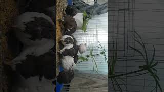 Chim cút kiểng | cút nuôi thả avi