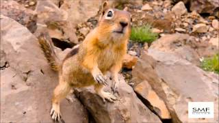 Lunapop - Vorrei [Chipmunk SMFcover]