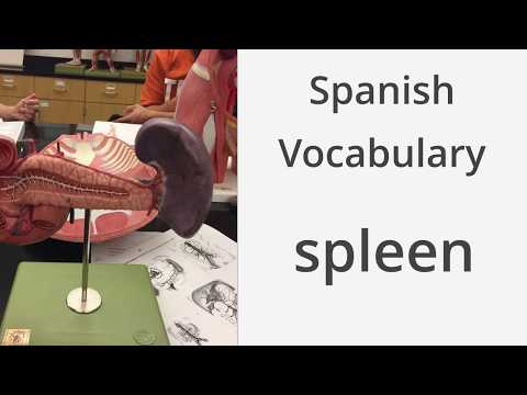 How to say "Spleen" in Spanish
