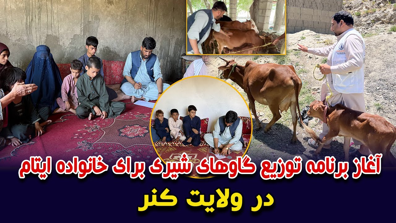 آغاز برنامه توزیع گاوهای شیری برای خانواده ایتام در ولایت کنر