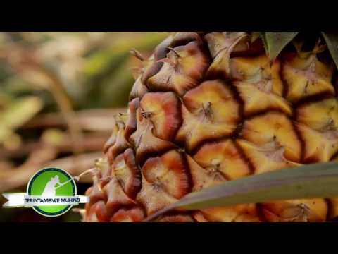 Terintambwemuhinzi Inanasi