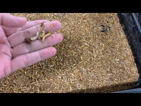Mealworm production cost image