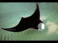 Manta Ray - Tin Pan Alley 