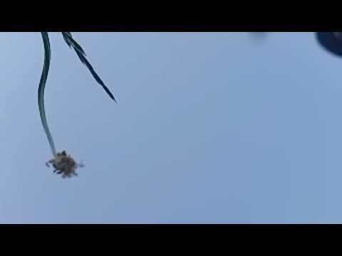 On 6/25/2023 - Sally Wilkins calls the police and gets Chance Arrested.