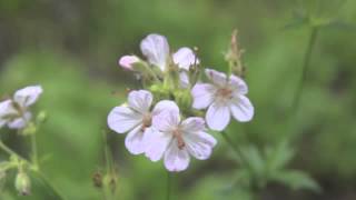 Bruce Cockburn Festival of Friends
