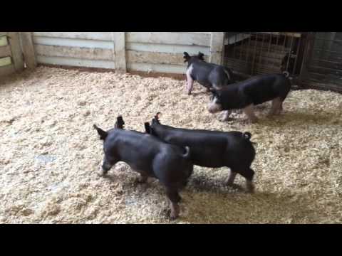 download lagu mp3 mp4 Yorkshire Pigs For Sale In Georgia, download lagu Yorkshire Pigs For Sale In Georgia gratis, unduh video klip Yorkshire Pigs For Sale In Georgia