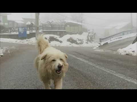 Satul Ghelari din Ținutul Pădurenilor. Ultima zi de iarnă