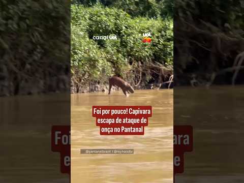 Foi por pouco! Capivara escapa de ataque de onça no Pantanal