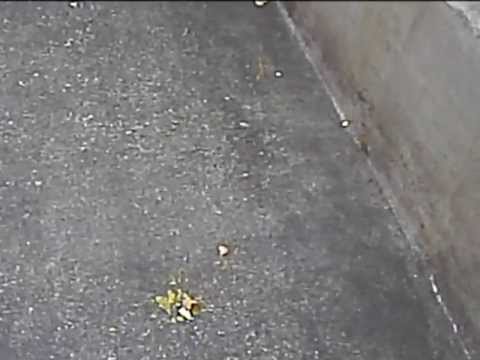 eier werfen!!!!! LOL