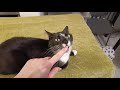 Play Fighting With Tuxie