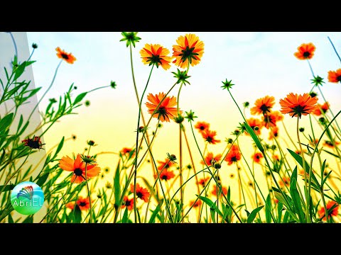 Muzică De Relaxare Divină Ce Atrage Protecție, Ghidare și Binecuvântare Sufletească