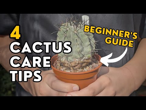 🌵Cactus Care for Beginners – 4 Mistakes That Kill Cacti (and How to Avoid Them)