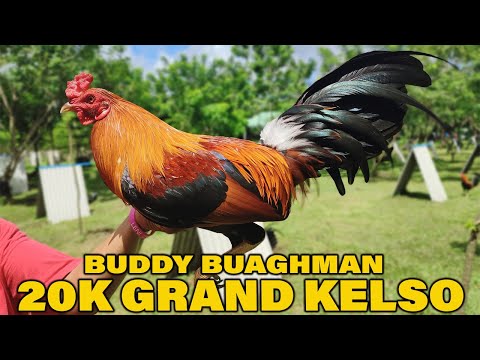 Buddy Baughman 20k Grand Kelso | Wakela Farm