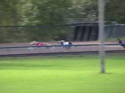 Saluki 480m - 13.09.2009 @ Tampere Kauppi