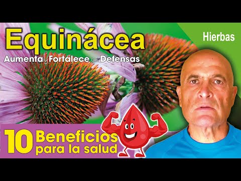 EQUINÁCEA 🌼 10 Beneficios para la salud. 💜
