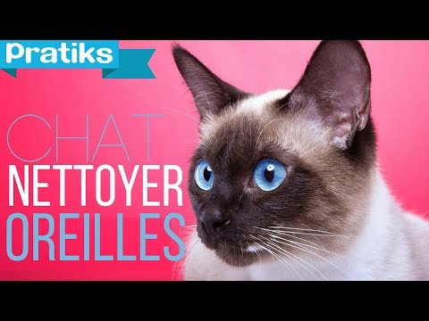 comment nettoyer yeux chat