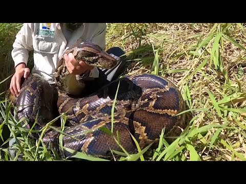 Chockerande rekordfångsten: 97,5 kilo tung pytonorm | TV4 Nyheterna | TV4 & TV4 Play