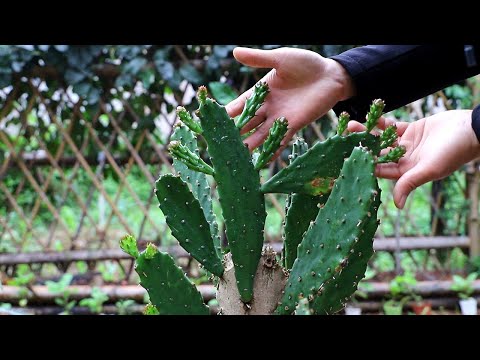 仙人掌養殖