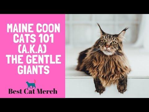 Maine Coon Cats 101 (Everything You Need to Know)