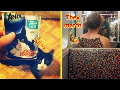 People Who Spotted The weirdest Similarities Ever Video