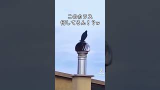 前世気になる、、　#trending  #tiktok