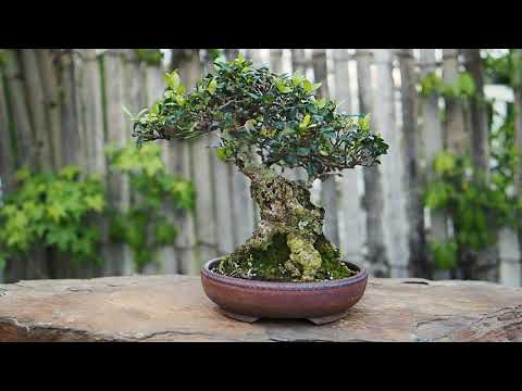 Plant City Bonsai - Spring 2020
