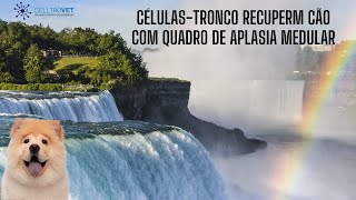 Cão com aplasia medular recupera sua qualidade de vida após tratamento com células-tronco