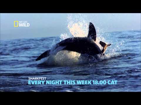 Shark Fest