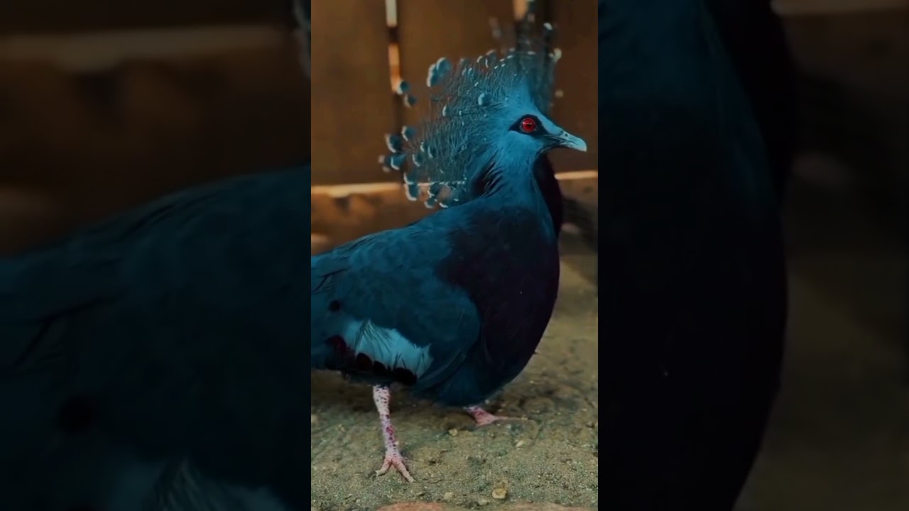 #victoriacrownedpigeon #facts #birdfacts #music #newsong #movie #viralyoutubevedio #viralnow