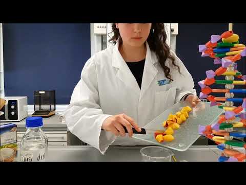 Erbsubstanz zum Anfassen - Isolierung von DNA aus Früchten