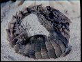 Øjenvidne I Naturens Galleri Krybdyr