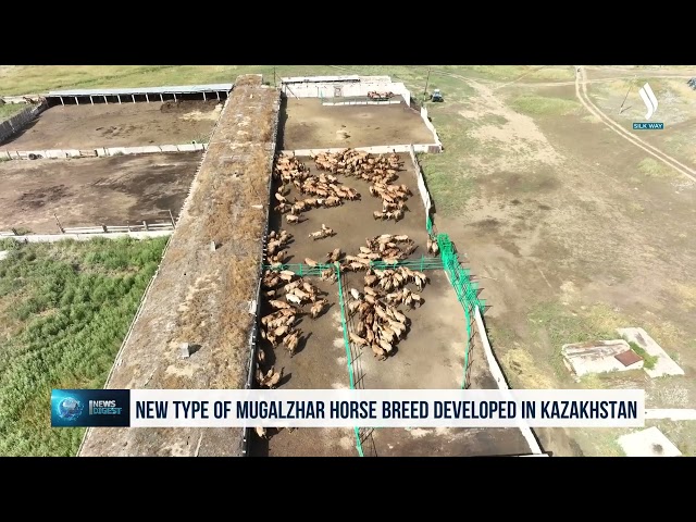 Қозоғистонда муғалжар отининг янги зоти чиқарилди