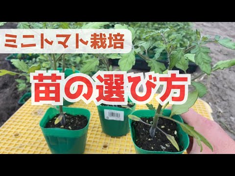 園芸 トマトの選び方は?