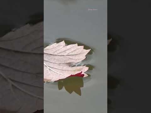 Iragai Poley (From "Naan Mahaan Alla")