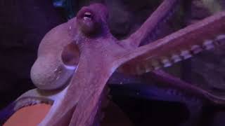 Common Octopus @ SEA LIFE Blackpool, Lancashire, UK (06 Sept 2024)