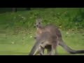 Crazy Kangaroo Fight KO