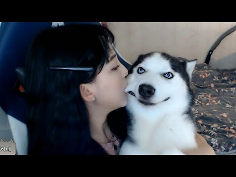 사람이 개를 물었더니 허스키의 반