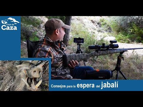 Tips for hunting wild boar in wait: the ideal position