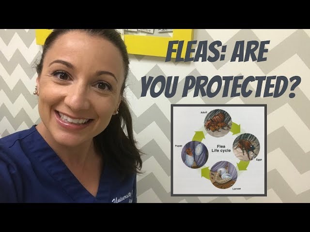 Flea Prevention For Your Pets & Home
