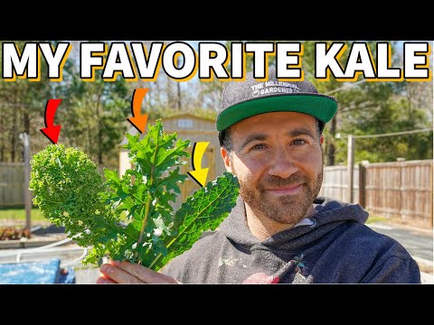 3 Popular KALE VARIETIES To Grow Ranked BEST To WORST